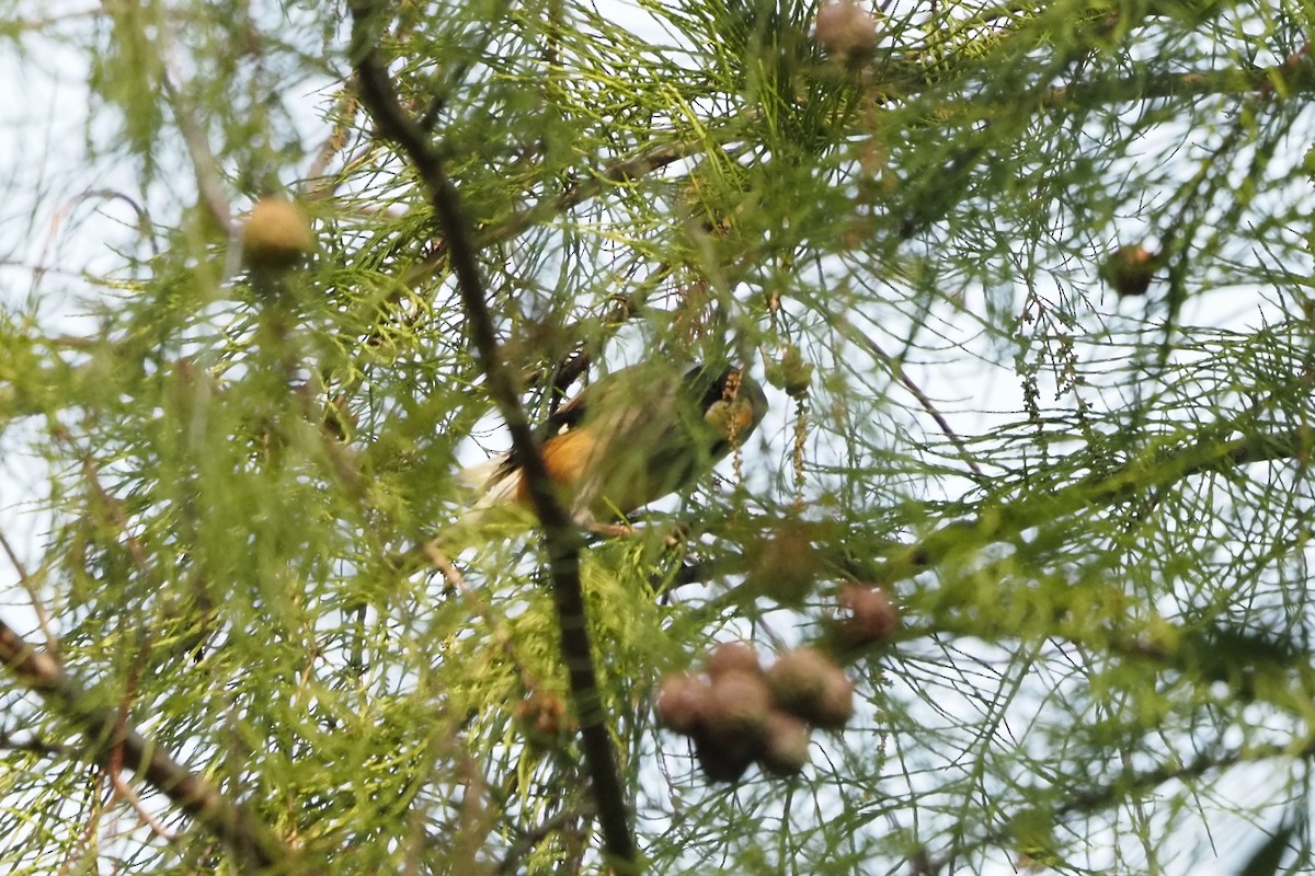 Yellow-billed Grosbeak - ML645873309