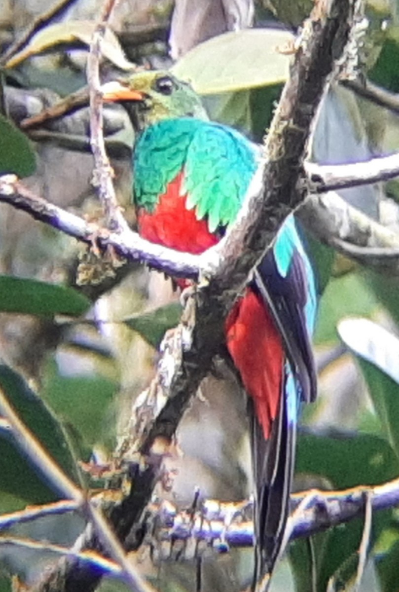 Golden-headed Quetzal - ML645873326