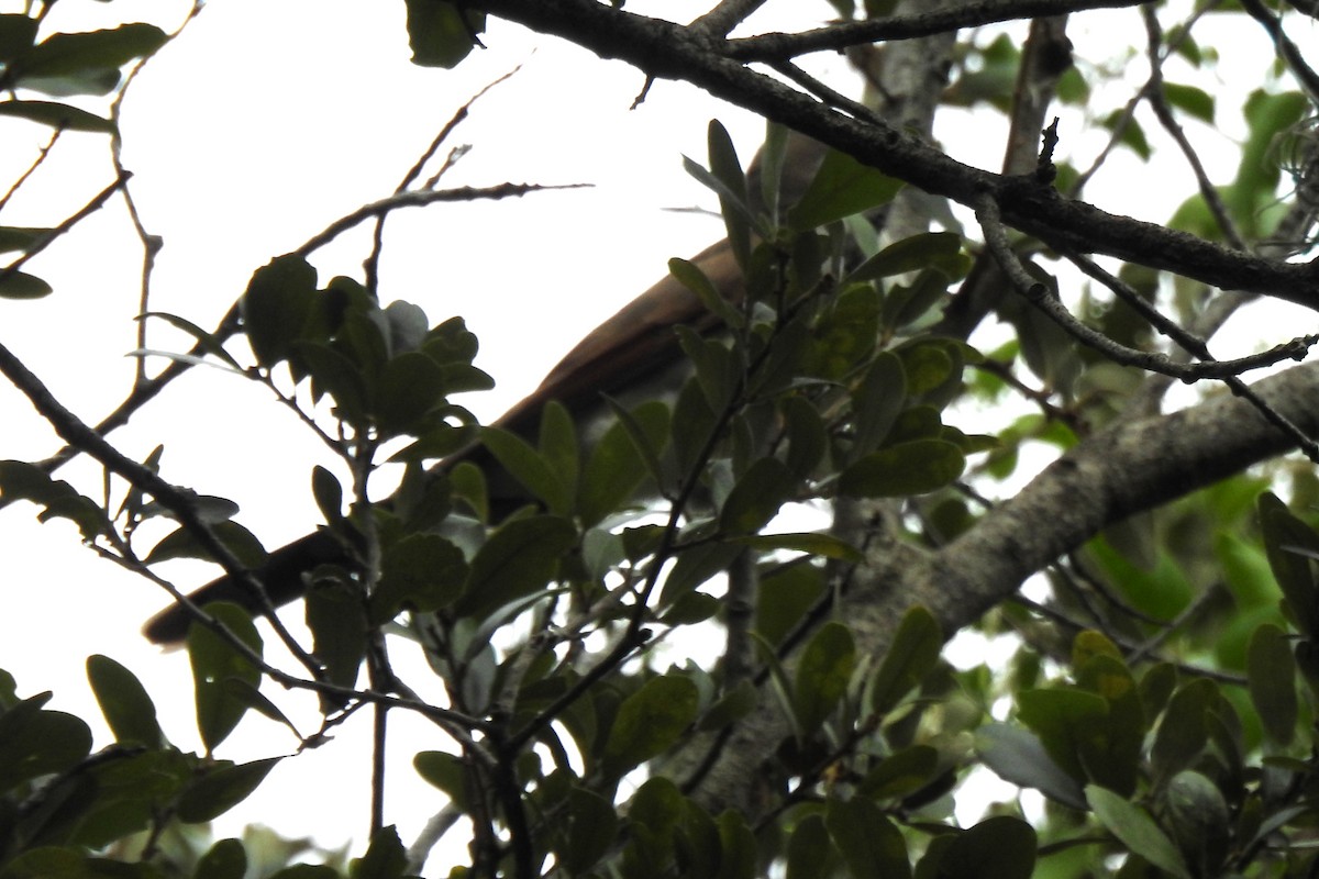 Yellow-billed Cuckoo - ML645873336