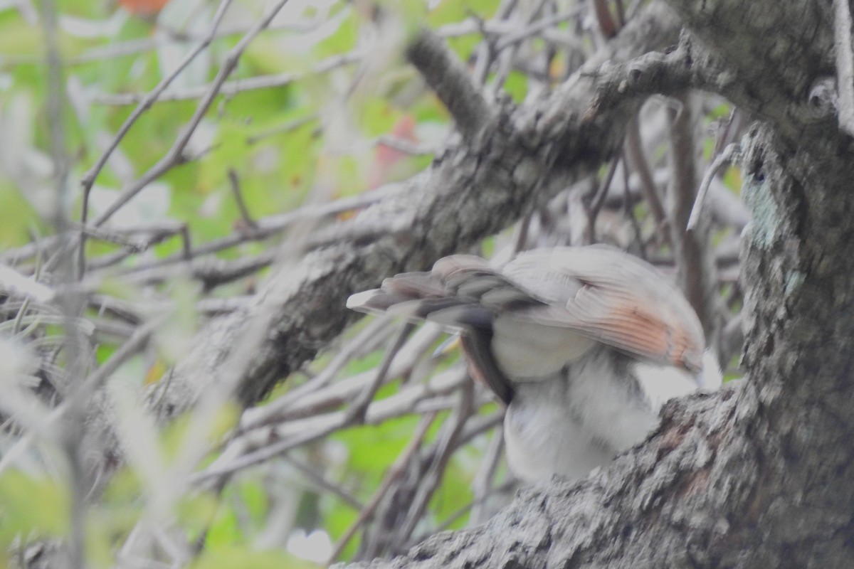 Yellow-billed Cuckoo - ML645873337