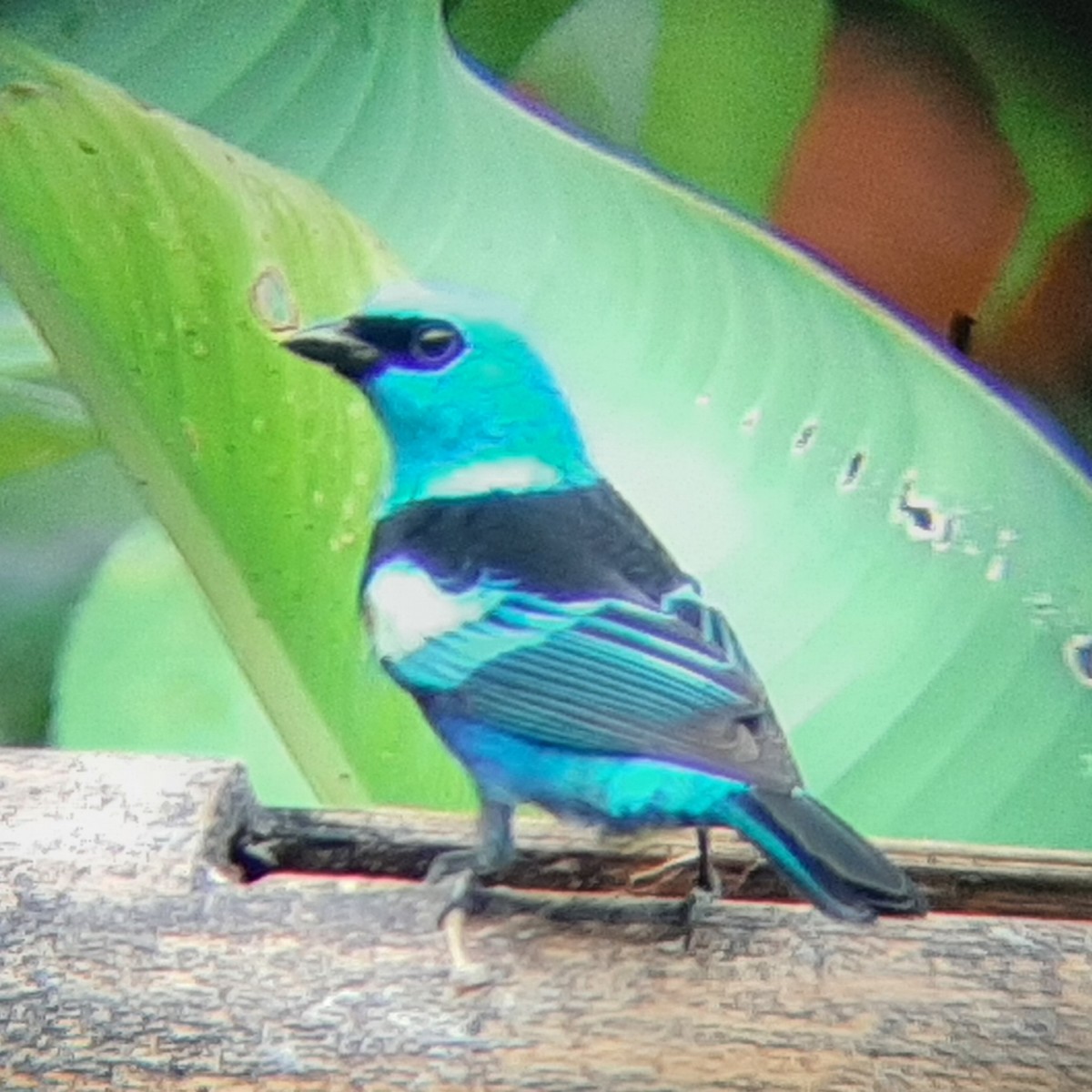 Blue-necked Tanager - ML645873341