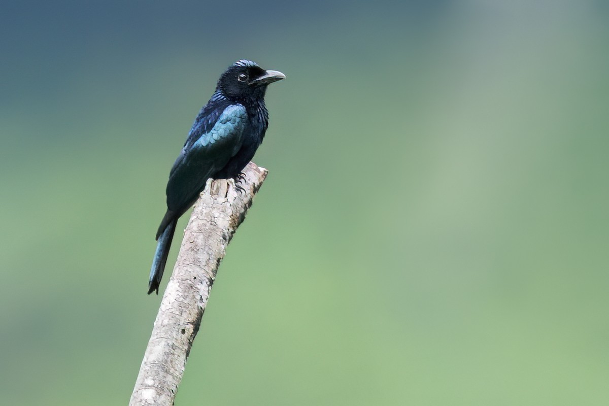 Short-tailed Drongo - ML645873361