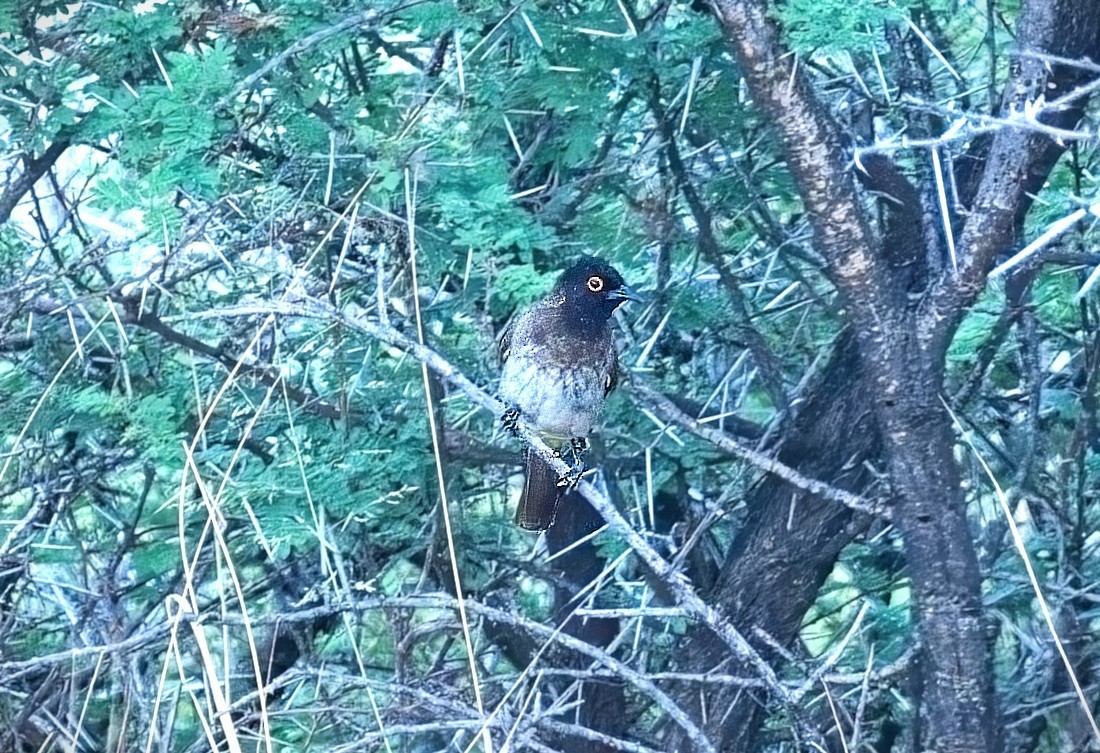 Black-fronted Bulbul - ML645873379