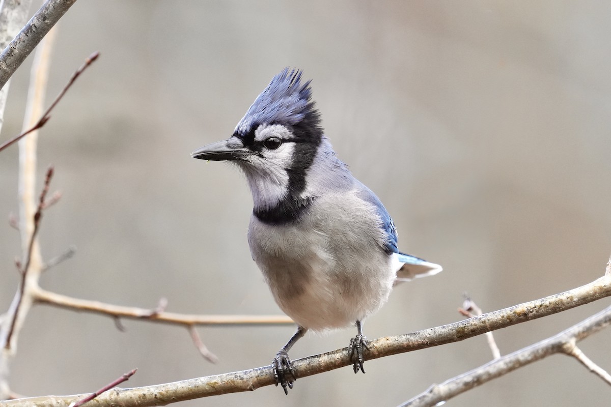 Blue Jay - ML645873406