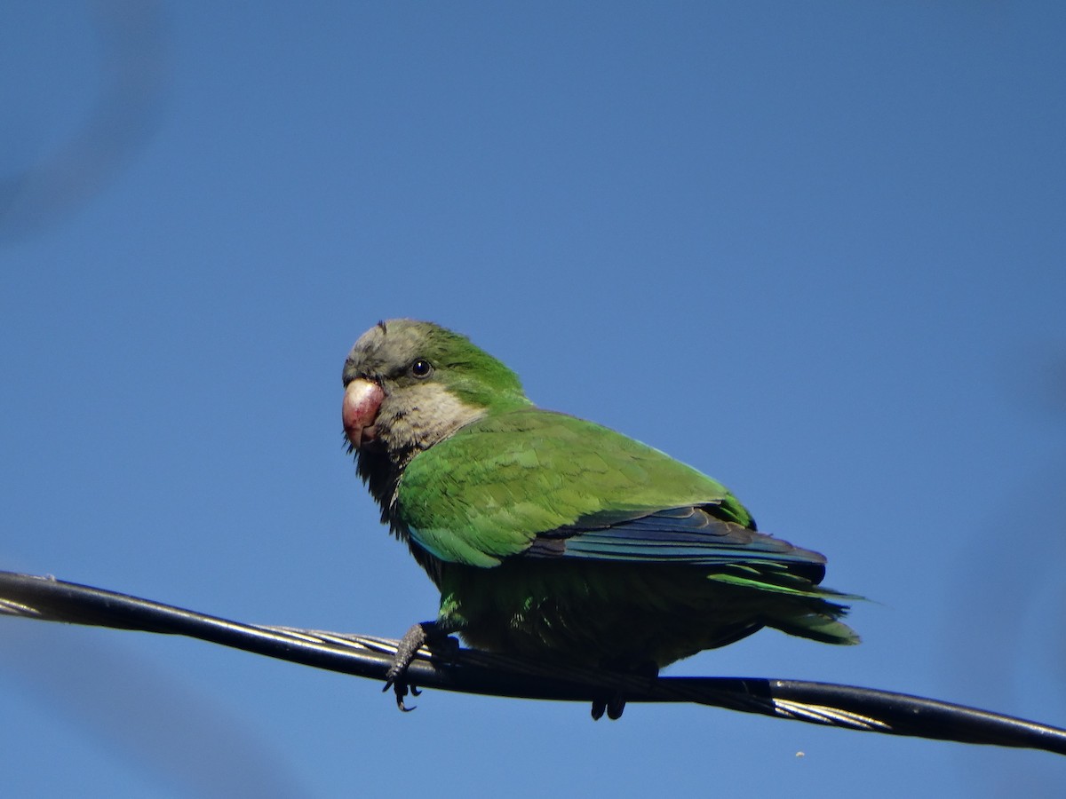 Papagai bulargrisa - ML645873409