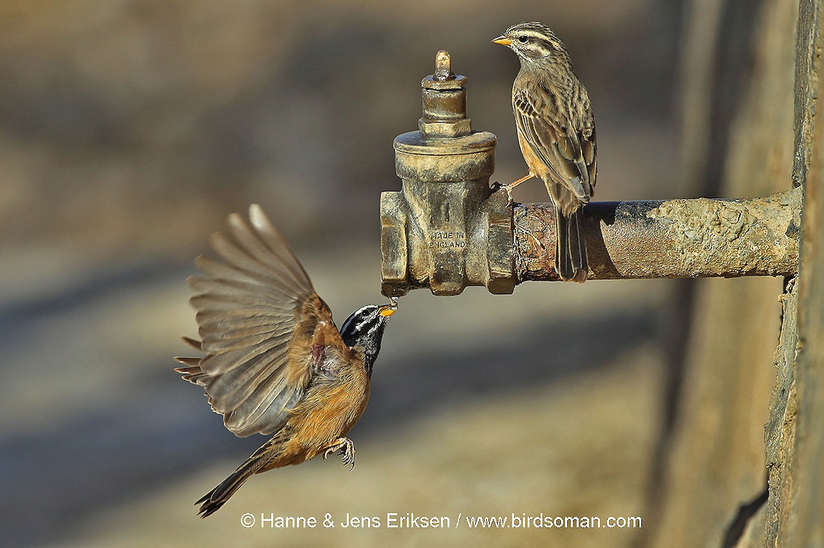 Cinnamon-breasted Bunting - ML64587341