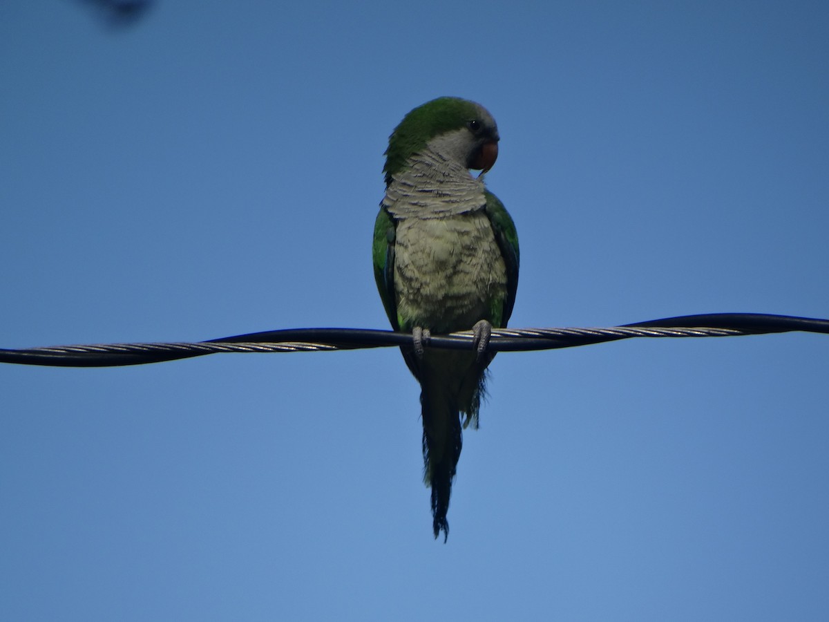 Papagai bulargrisa - ML645873410