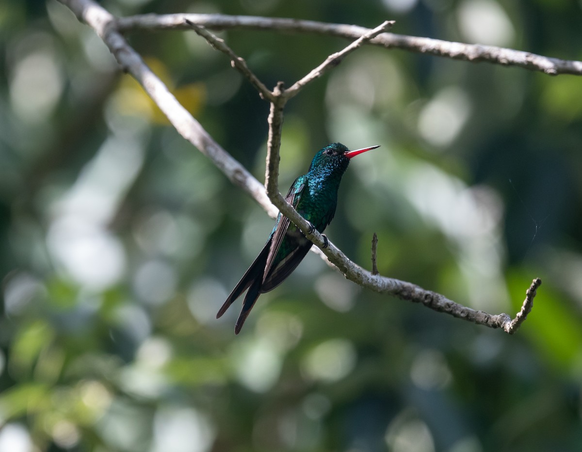 Kozumel Zümrütü - ML645873418