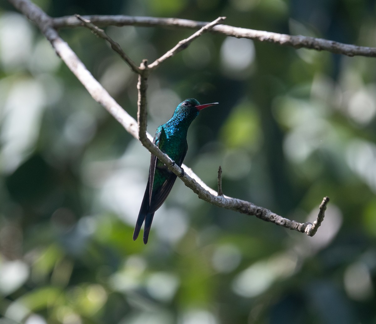 Kozumel Zümrütü - ML645873419