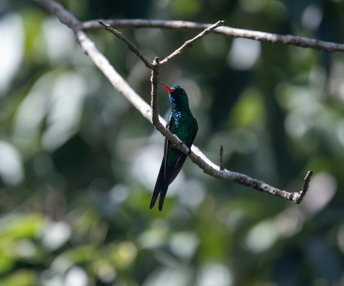 Kozumel Zümrütü - ML645873420