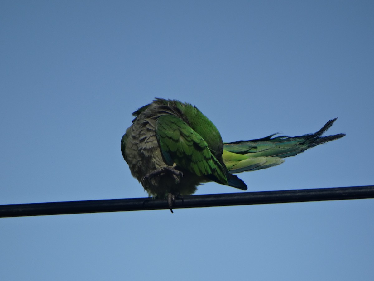 Papagai bulargrisa - ML645873421