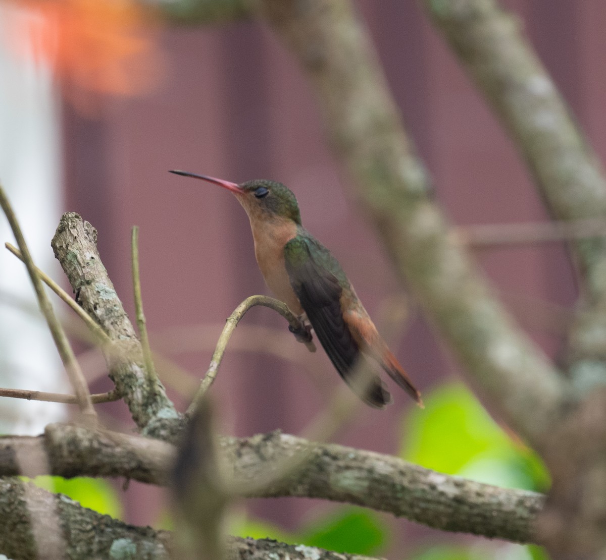 Cinnamon Hummingbird - ML645873424