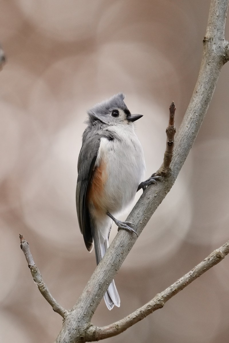 gråduskmeis - ML645873425