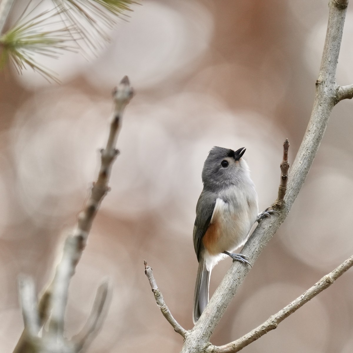 gråduskmeis - ML645873426