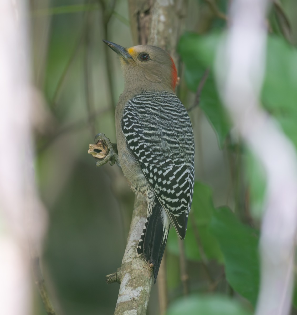 Yucatan Woodpecker - ML645873427