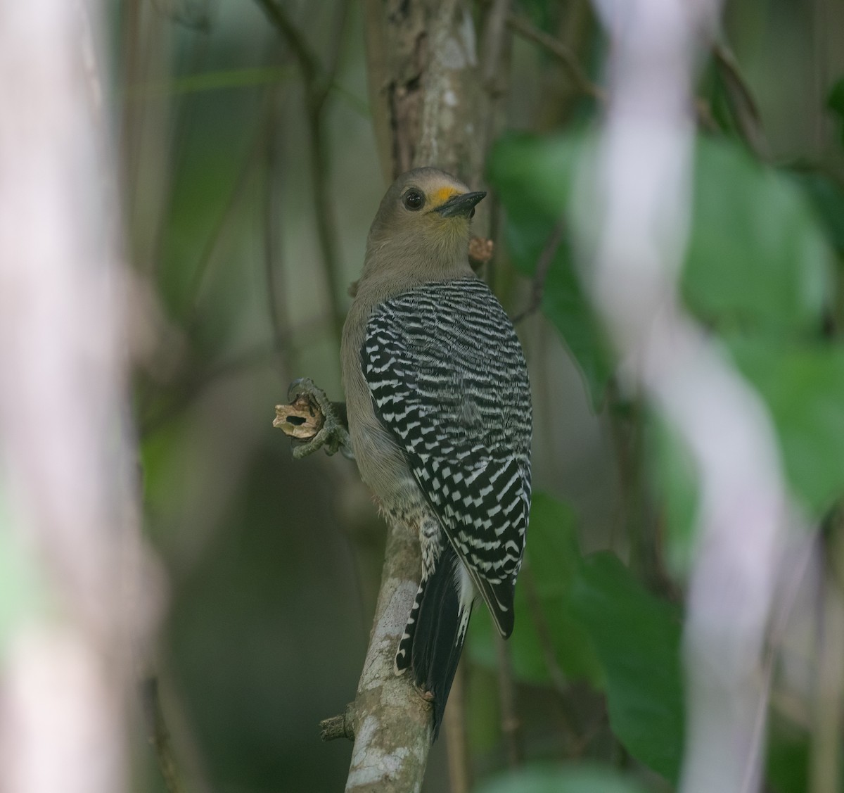 Yucatan Woodpecker - ML645873428