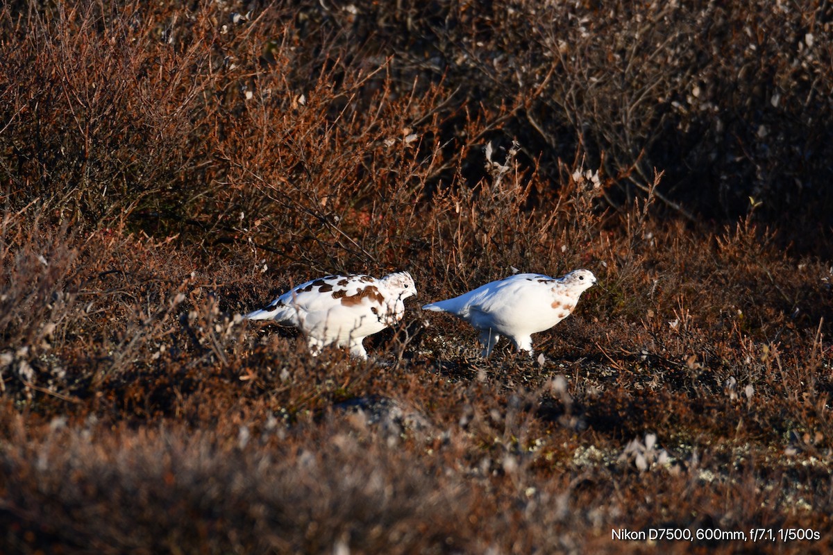 Lagopède des saules - ML645873430