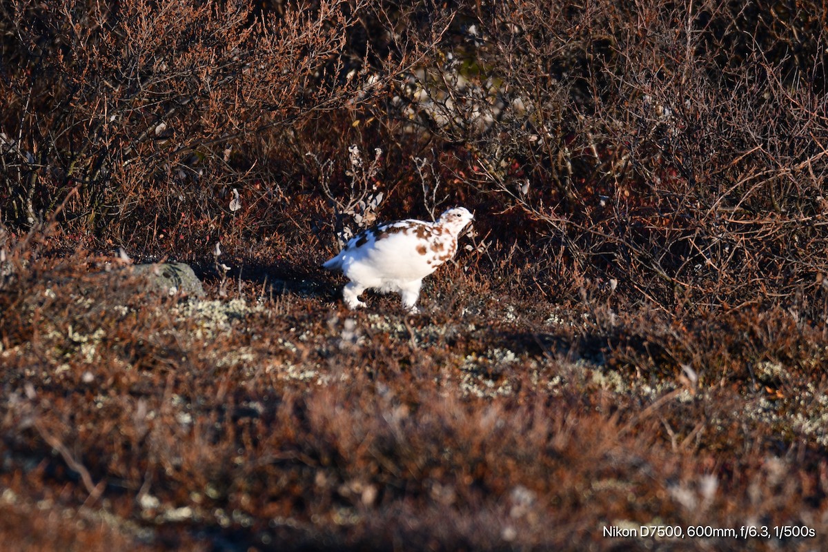 Lagopède des saules - ML645873431