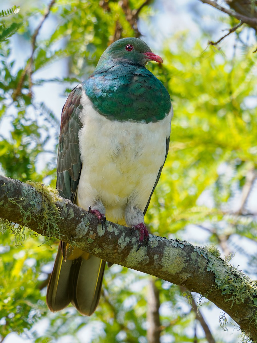 New Zealand Pigeon - ML645873434