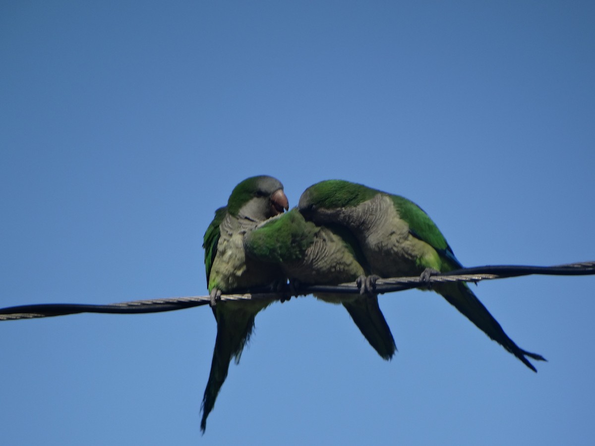 Papagai bulargrisa - ML645873443