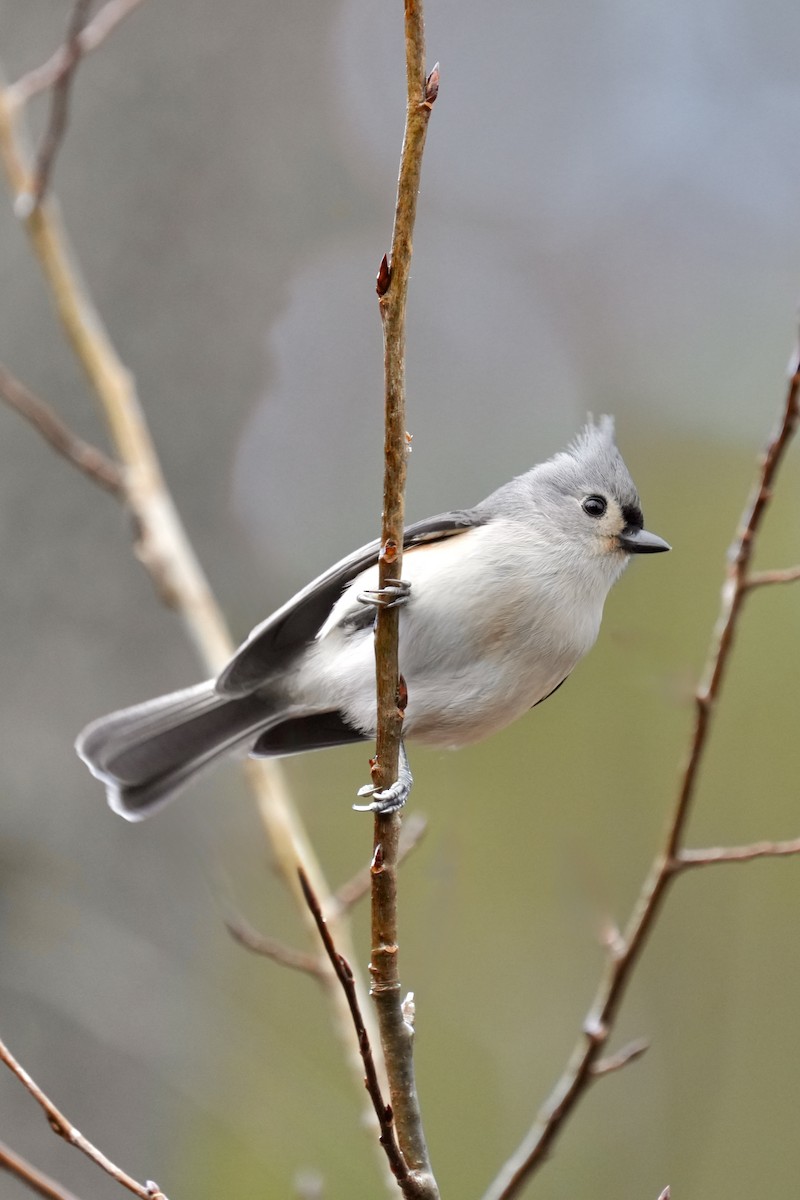 gråduskmeis - ML645873447