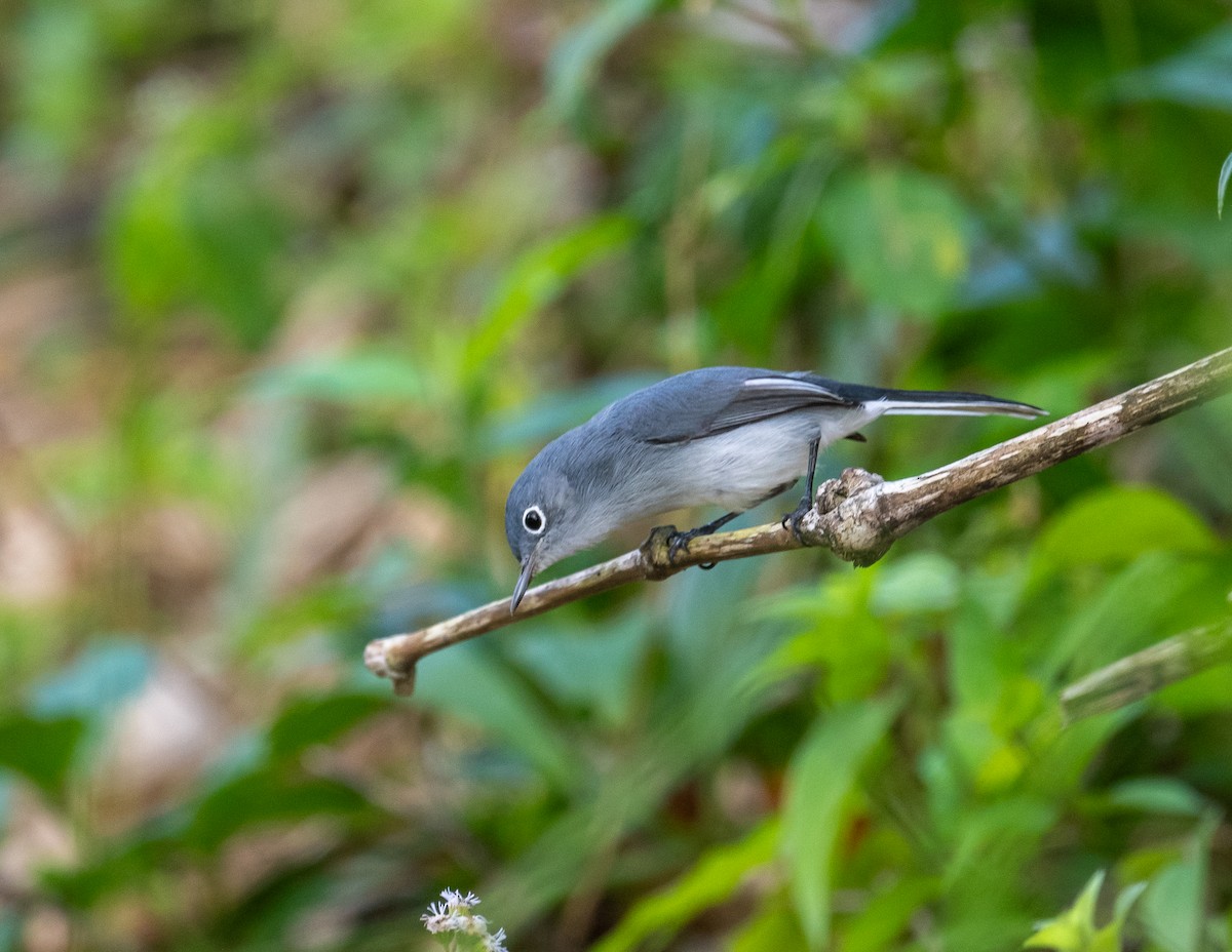 Голубая комароловка (cozumelae) - ML645873449