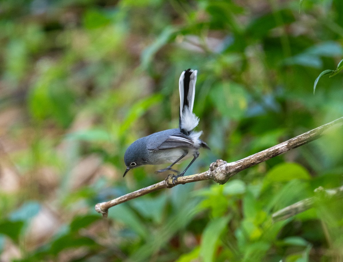 Голубая комароловка (cozumelae) - ML645873450