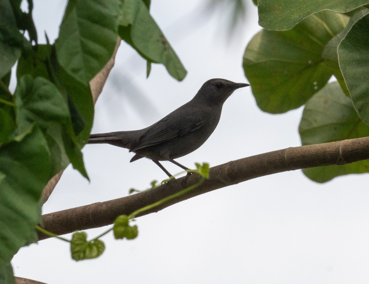 Gray Catbird - ML645873459