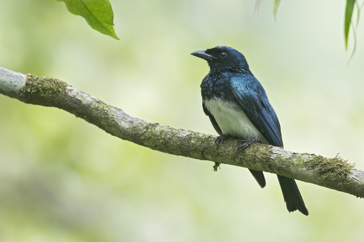 Balicassiao - ML645873461