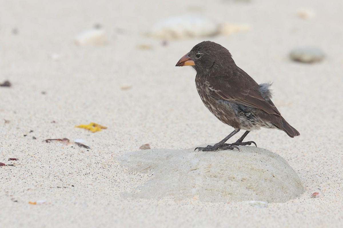 Genovesa Cactus-Finch - ML645873465