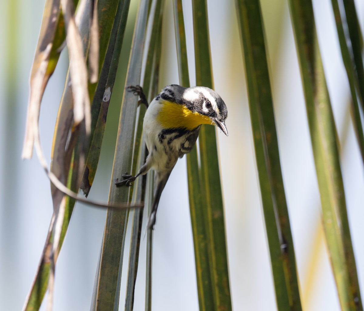 Yellow-throated Warbler - ML645873467
