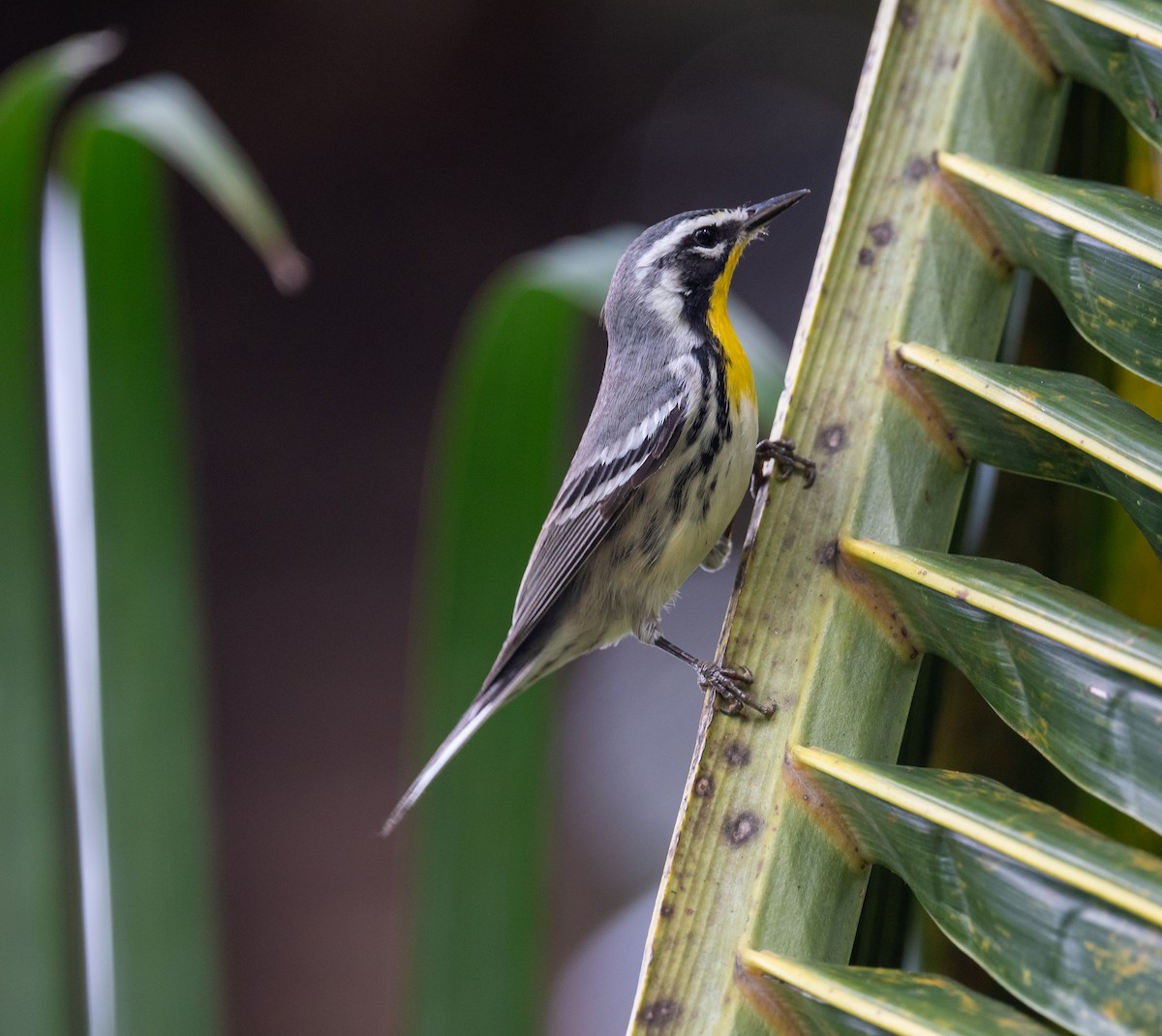 Yellow-throated Warbler - ML645873468