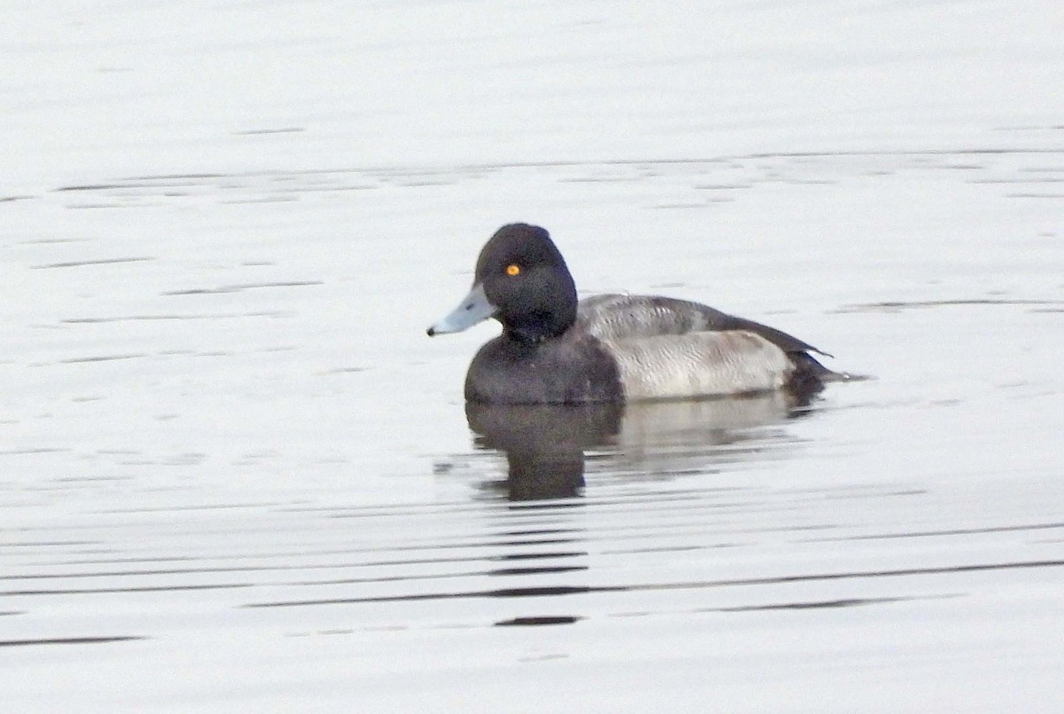 コスズガモ - ML645873469