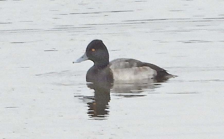 コスズガモ - ML645873470