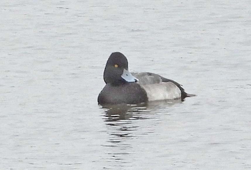 コスズガモ - ML645873471