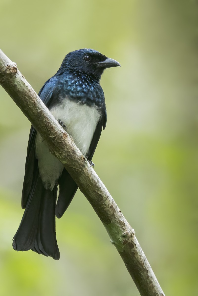 Balicassiao - ML645873474