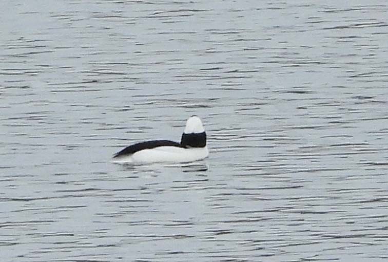 Bufflehead - ML645873478