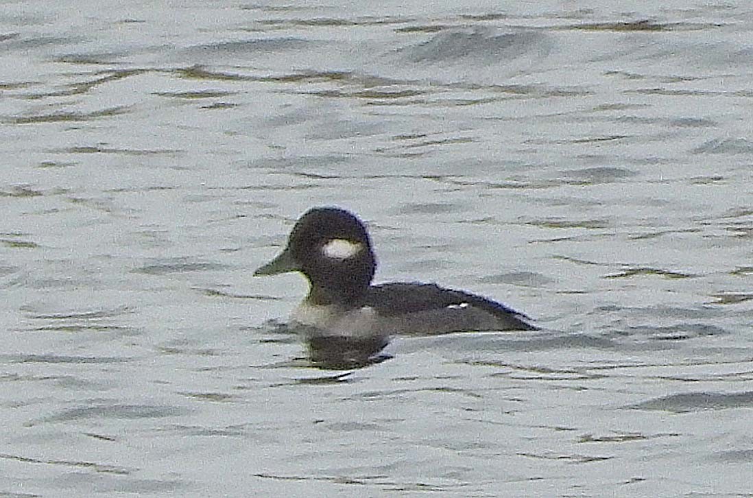Bufflehead - ML645873479