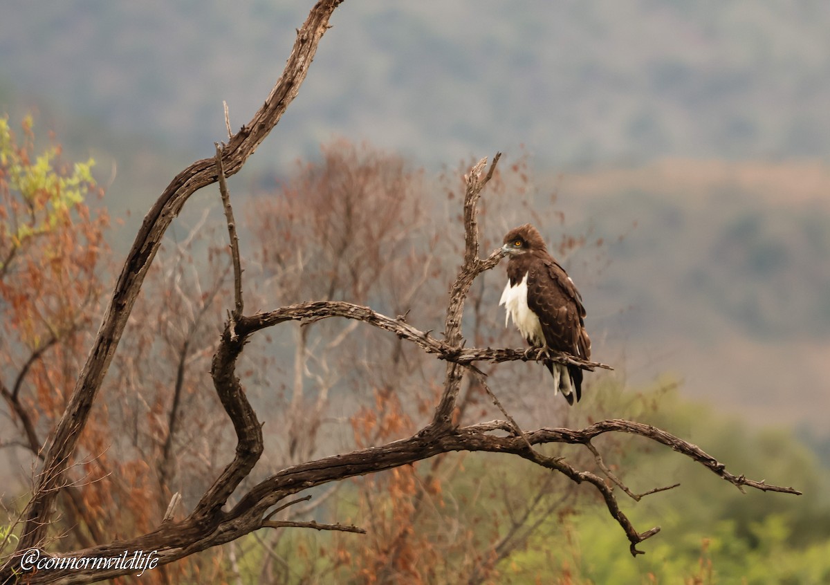 Black-chested Snake-Eagle - ML645873485