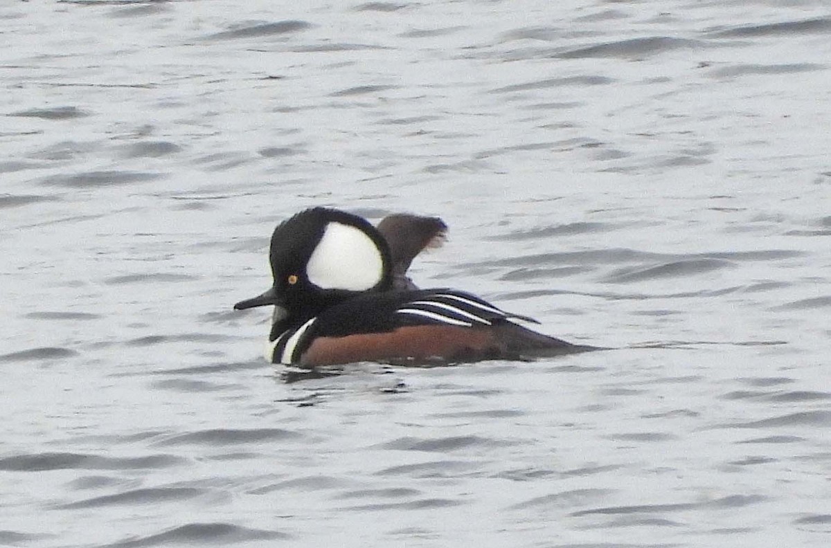 Hooded Merganser - ML645873490