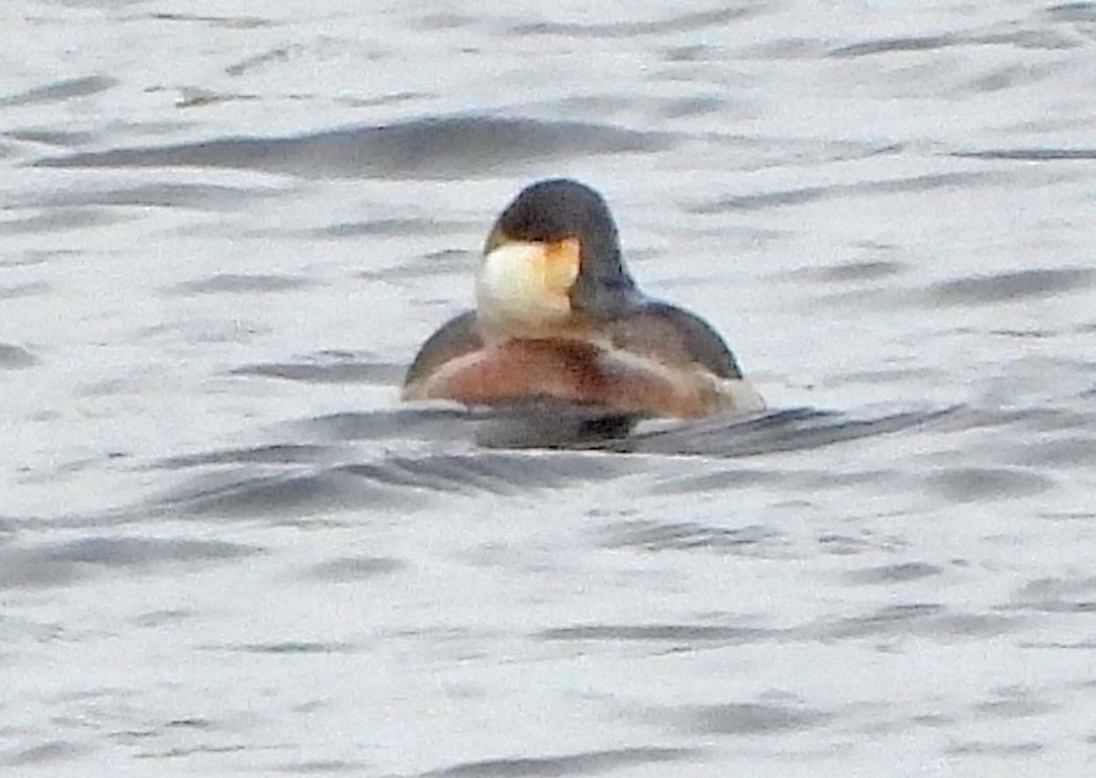 Ruddy Duck - ML645873497
