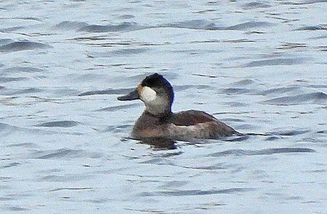Ruddy Duck - ML645873498