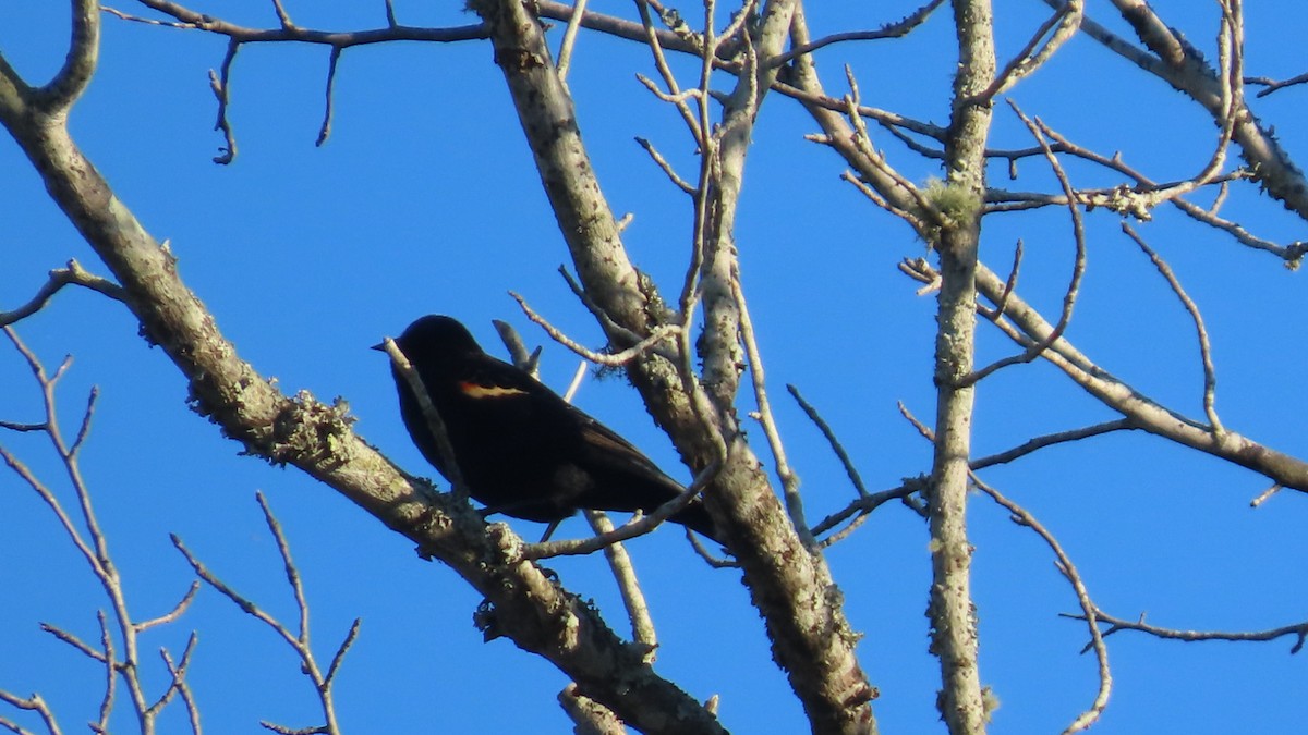 Красноплечий трупиал - ML645873499