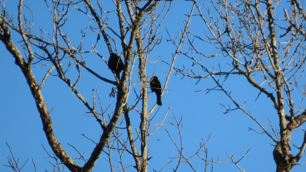 Красноплечий трупиал - ML645873500