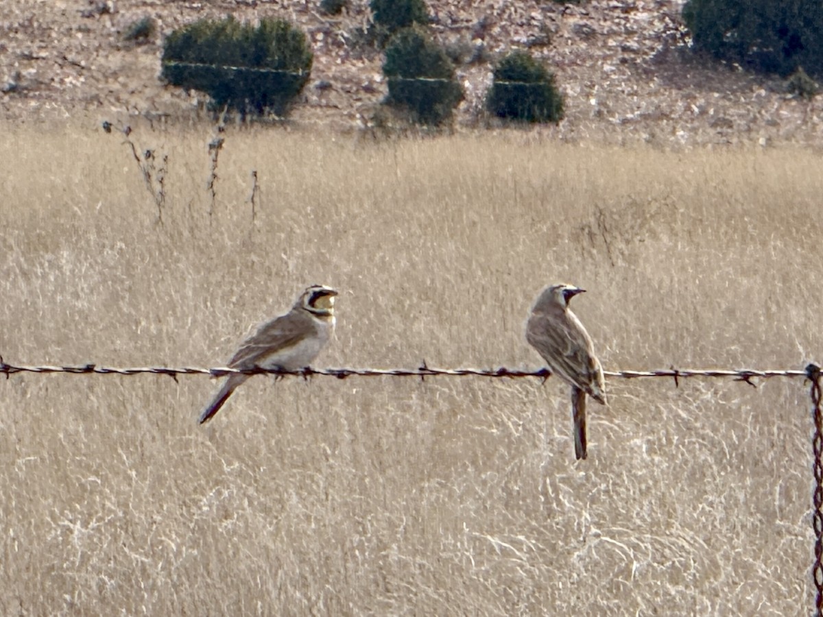 Жайворонок рогатий - ML645873501