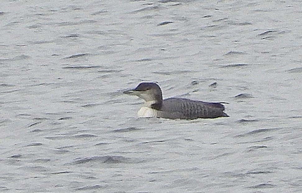 Common Loon - ML645873502