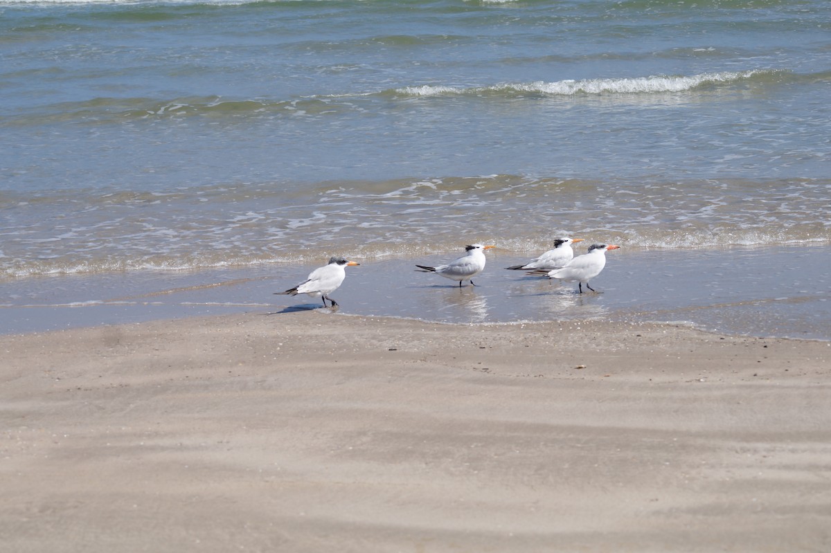 Charrán Real Americano - ML645873505