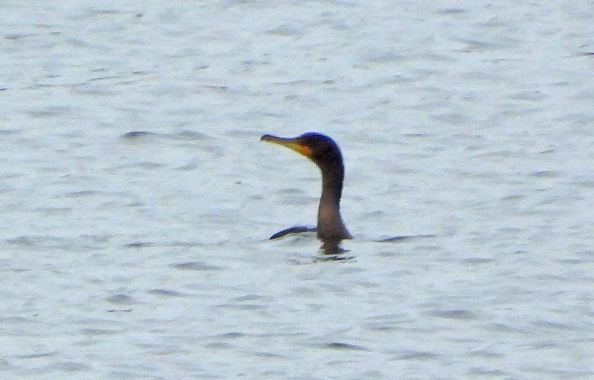 Double-crested Cormorant - ML645873506