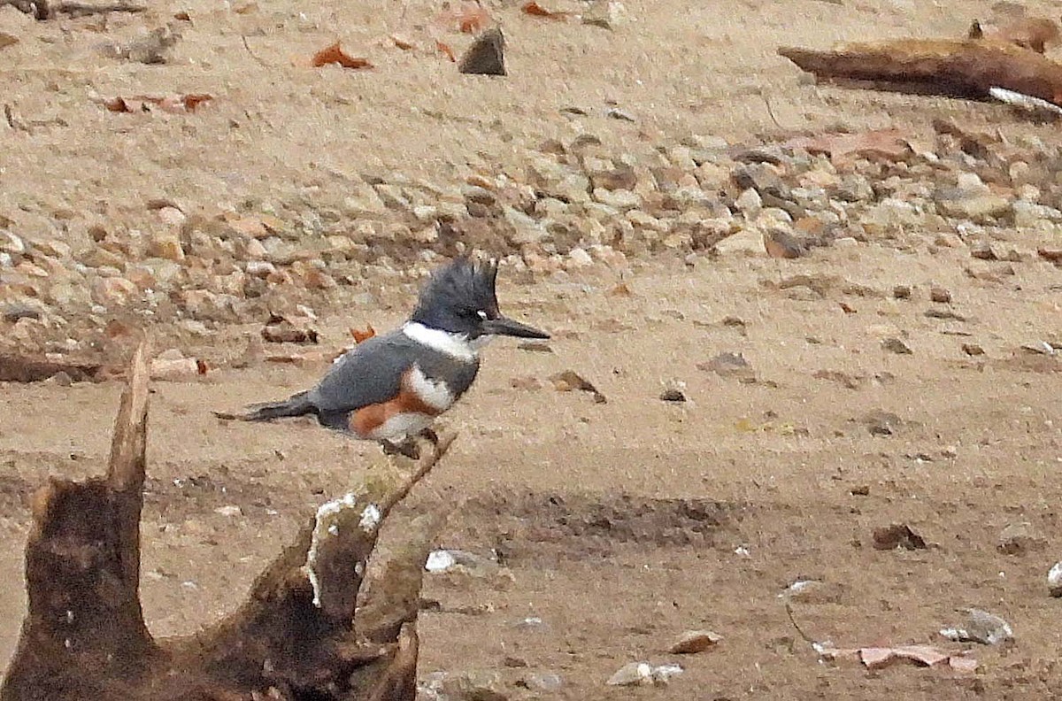 Belted Kingfisher - ML645873513