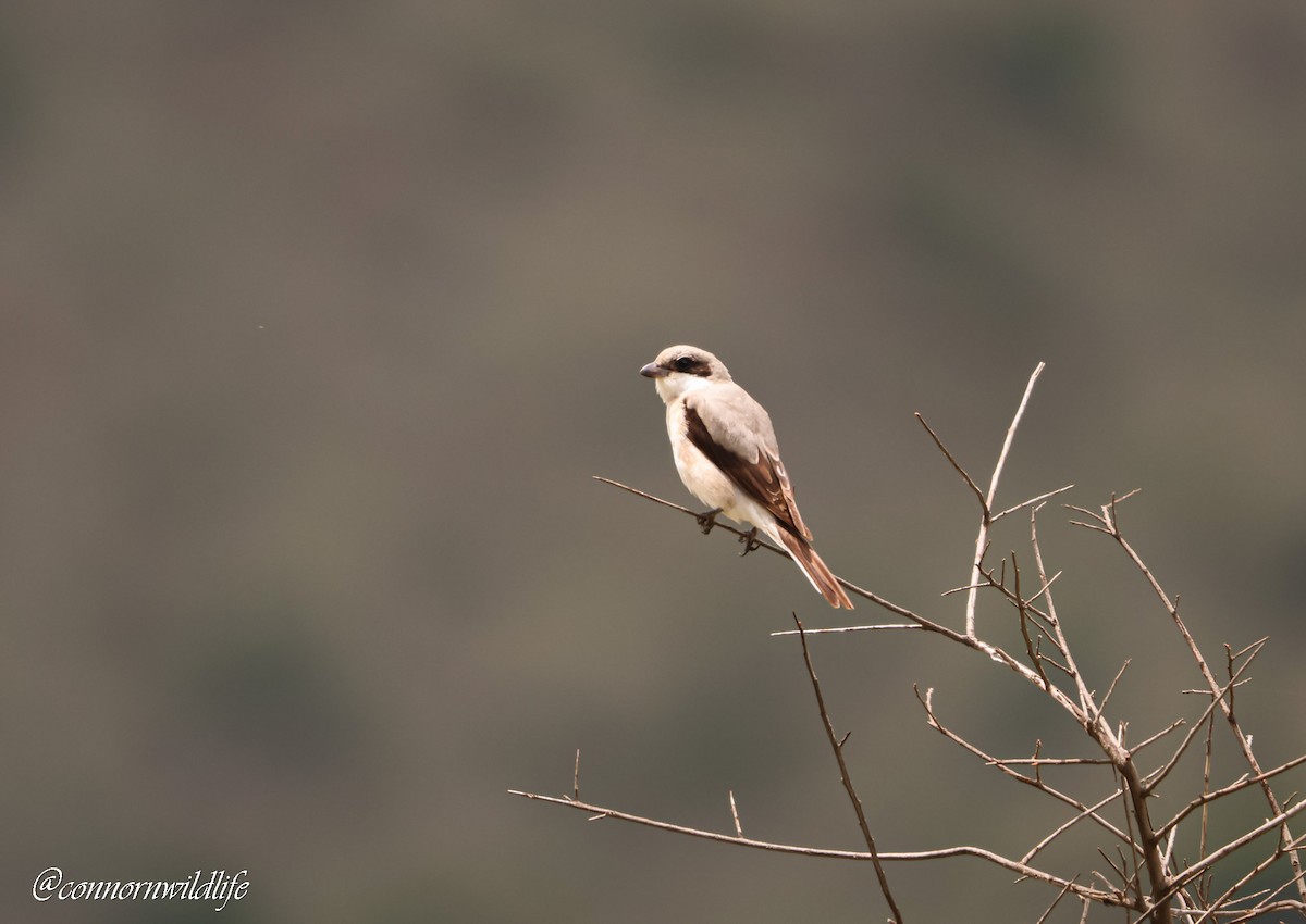 Schwarzstirnwürger - ML645873514